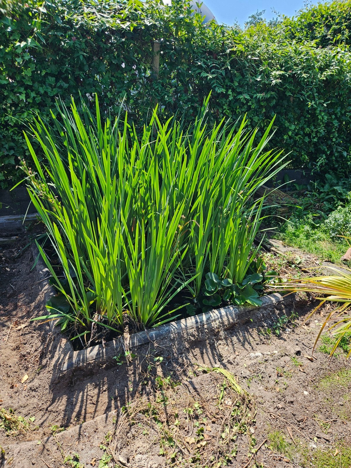 Vijverplant gele Iris — Iris pseudacorus, Tuin en Terras, Planten | Tuinplanten, Ophalen, Vijverplanten, Volle zon
