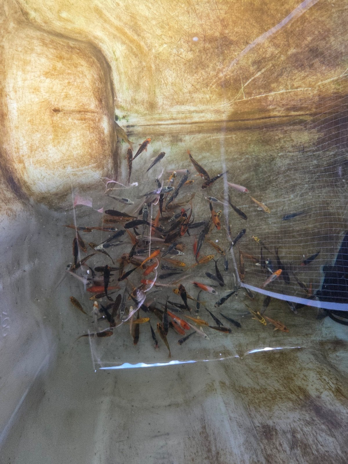 koi mix 6-8 cm 2,50 pst, Karper of Koi