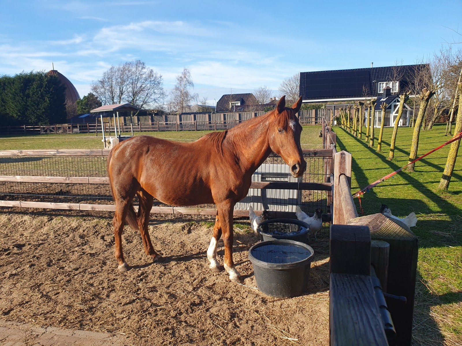 lieve merrie zoekt verzorgster, Ophalen of Verzenden