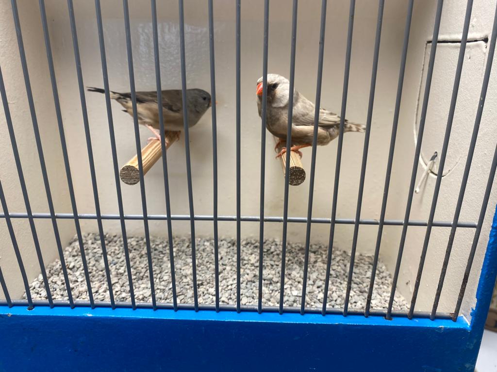 Koppel Zebravinken in Unieke Kleur., Dieren en Toebehoren, Vogels | Overige Vogels, Meerdere dieren