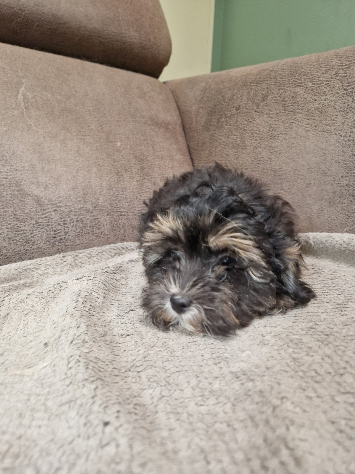 Hele leuke Maltipoo pups, Overige rassen, 8 tot 15 weken, Meerdere, Meerdere dieren