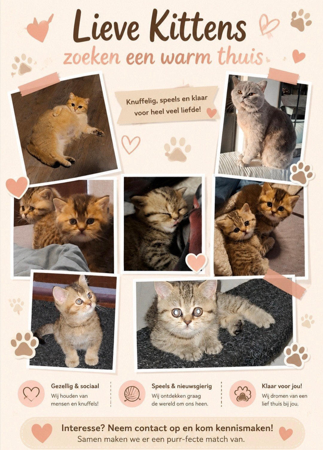 Britse korthaar kittens, Dieren en Toebehoren, Katten en Kittens | Raskatten | Korthaar, Meerdere dieren, Ontwormd, 0 tot 2 jaar