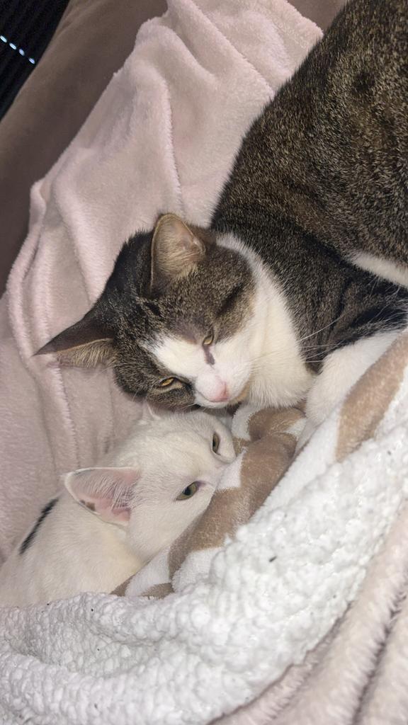 2 katten broertjes, Dieren en Toebehoren, Katten en Kittens | Raskatten | Korthaar, Meerdere dieren, Gechipt, 3 tot 5 jaar