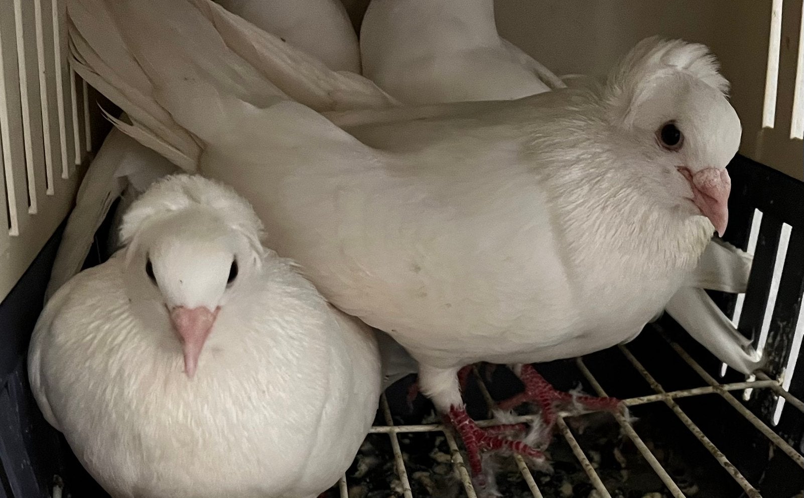 Duiven, Dieren en Toebehoren, Vogels | Duiven, Meerdere dieren, Overige soorten