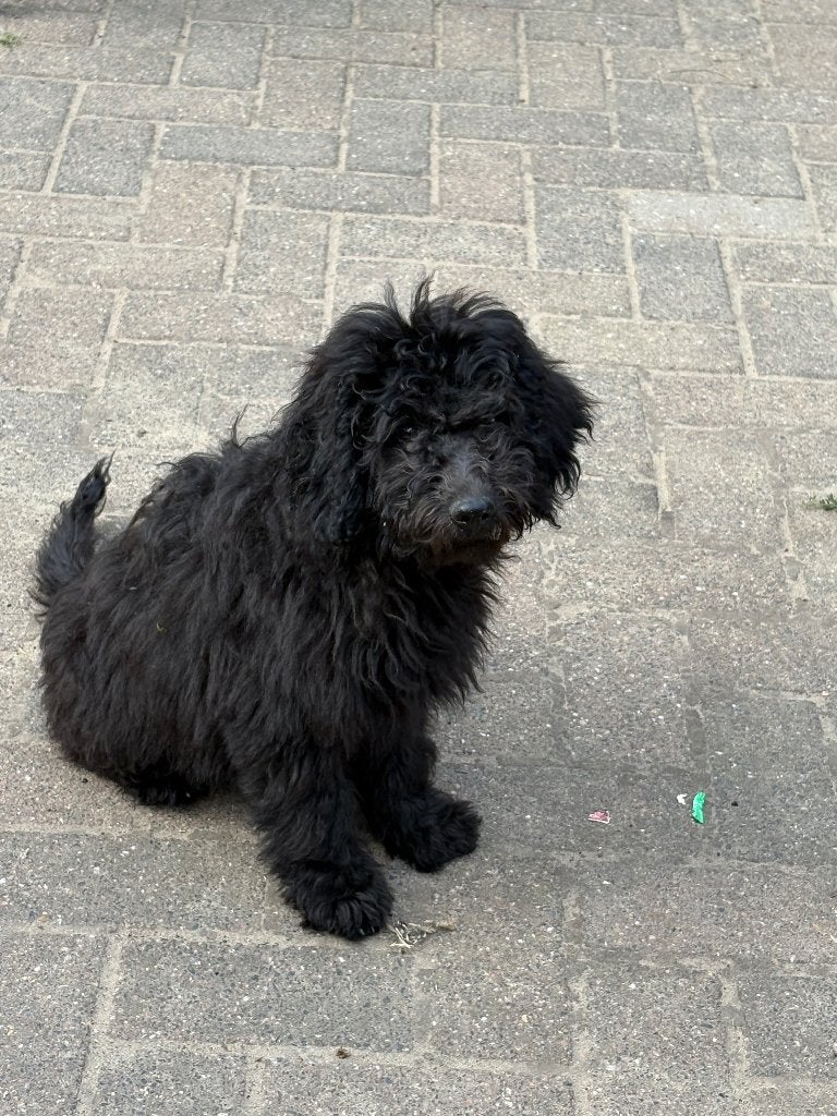 Labradoodle pups, Parvo, Overige rassen, 8 tot 15 weken, Meerdere