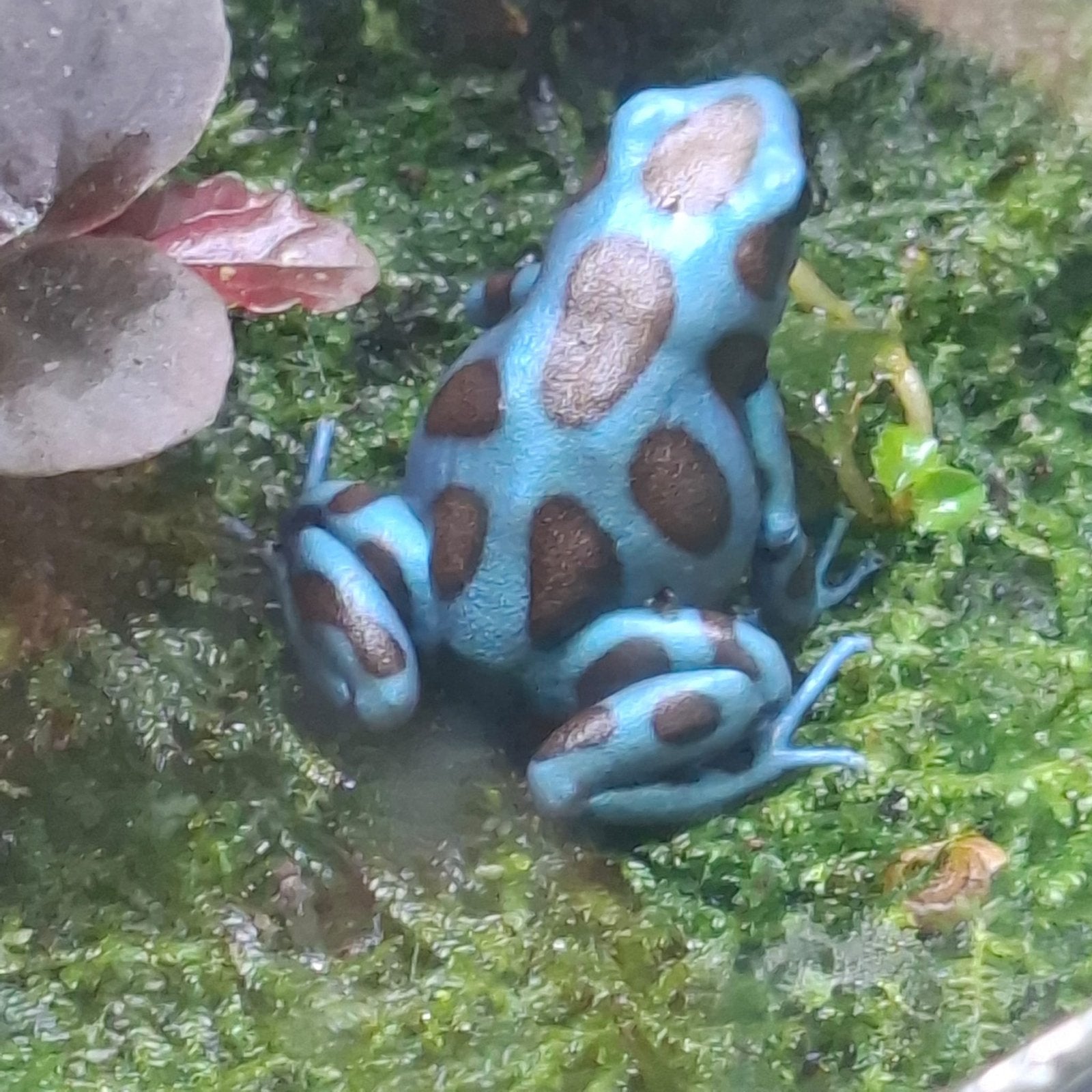 0.0.1. Auratus El cope NK2023, Amfibie, 0 tot 2 jaar