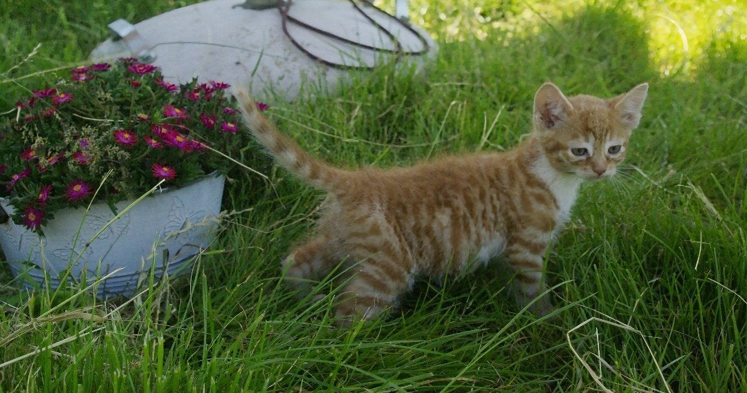 Super lieve kittens, Kater