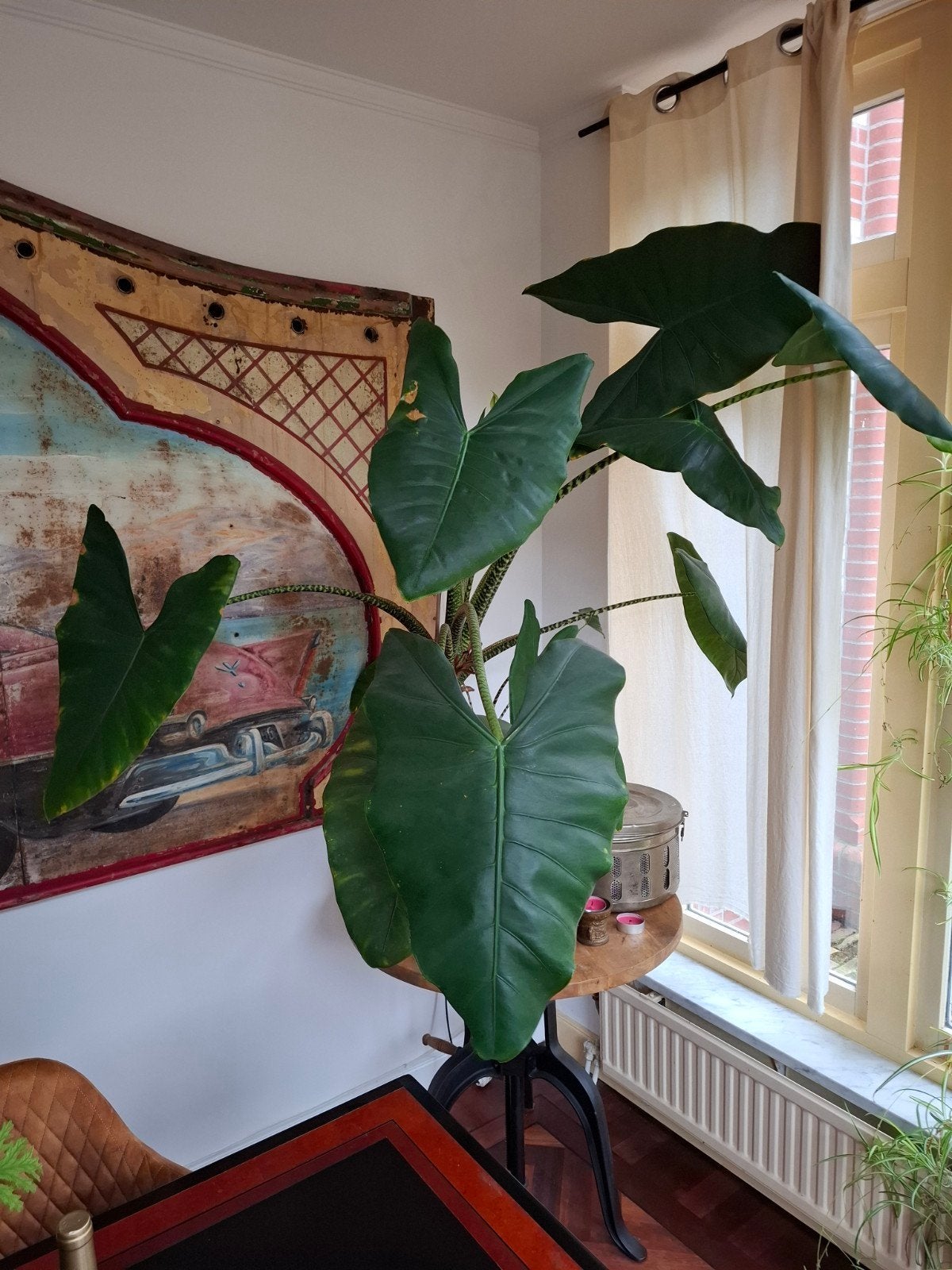 Allocatia, Huis en Inrichting, Ophalen, Halfschaduw, Minder dan 100 cm