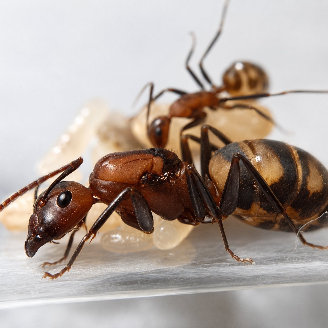 Camponotus habereri Queen 1-5W, Dieren en Toebehoren, Mieren