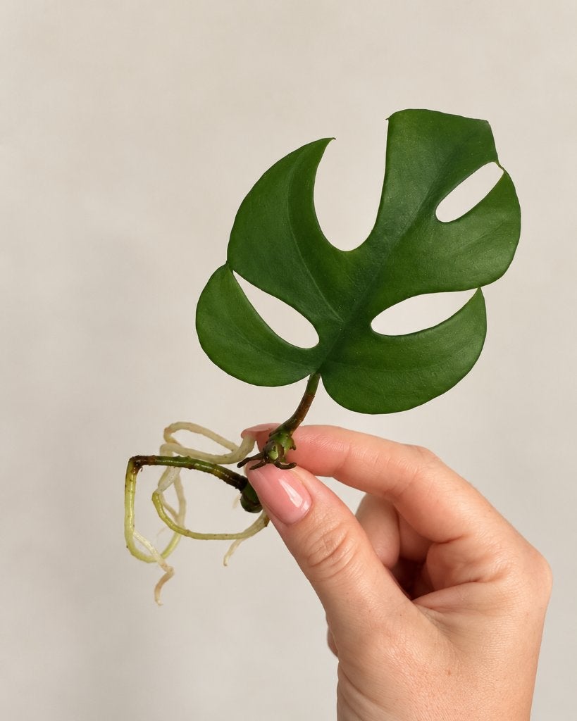 Monstera minima stekje, Volledige schaduw, Overige soorten, Ophalen of Verzenden, Minder dan 100 cm