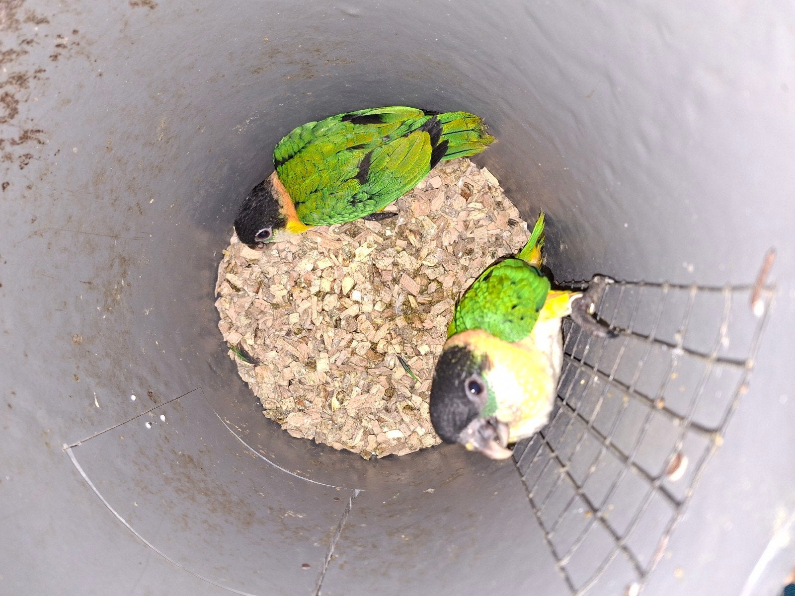 te koop jonge zwartkop caiques, Meerdere dieren, Papegaai