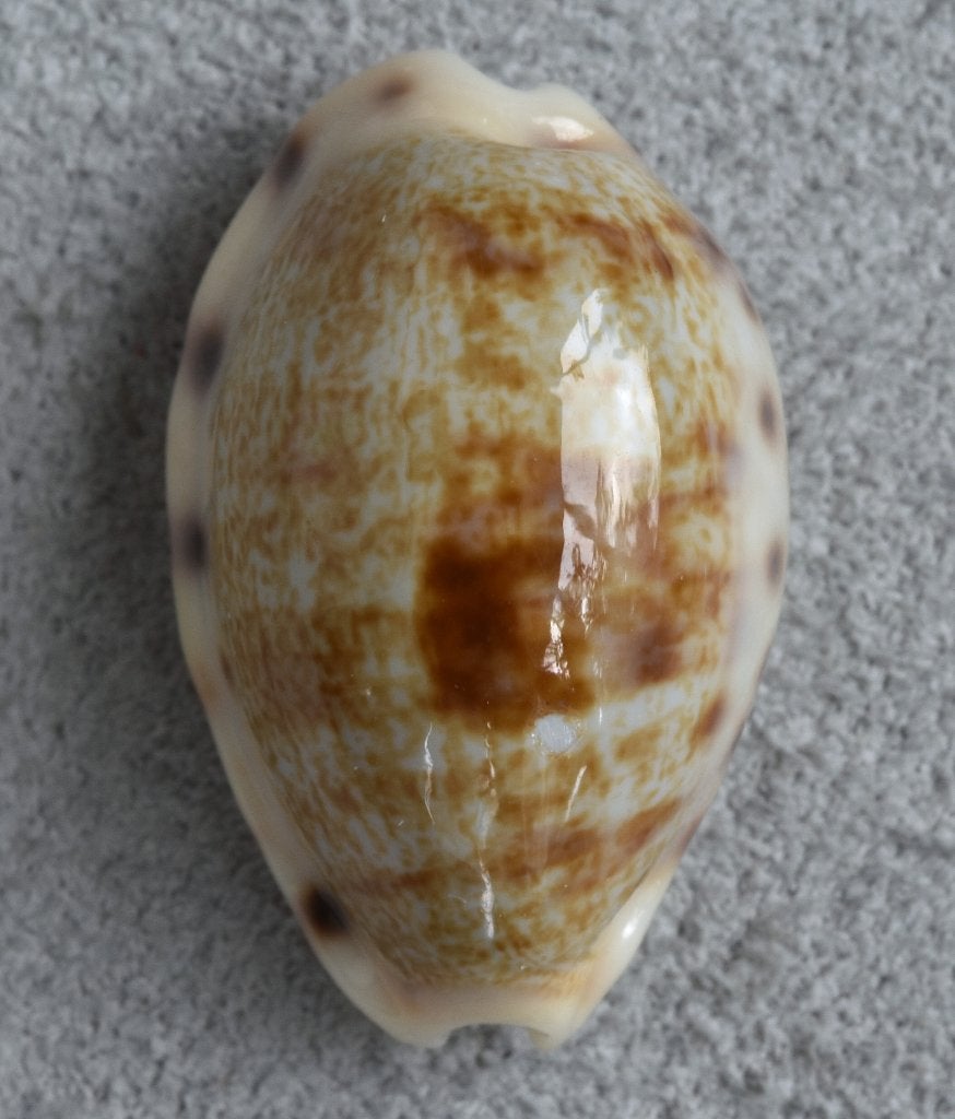 Schelpen: Cypraea pellucens polynesiana 25mm (Gem-), Ophalen of Verzenden, Schelp(en)