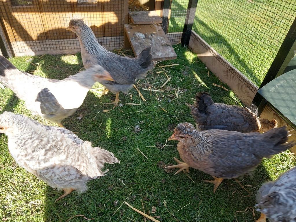 Trio cream legbar, Dieren en Toebehoren, Meerdere dieren, Kip
