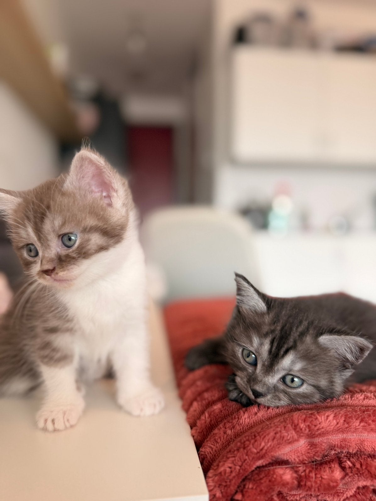 🐾 Prachtige Ragdoll × Britse Korthaar kittens 🤎🤍, Poes, Gechipt