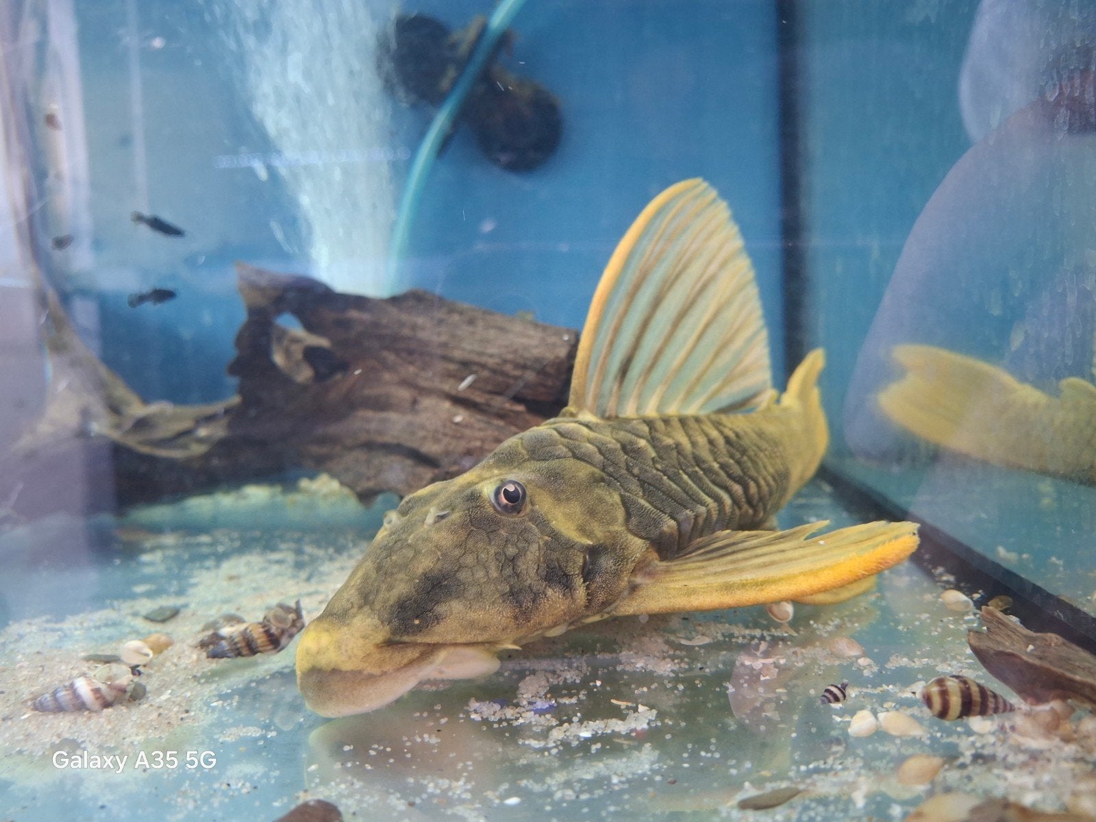 Hypostomus luteus fase lll, Vis