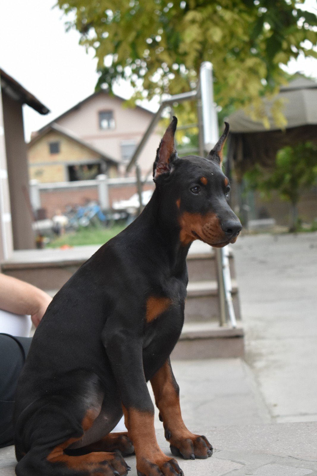 Doberman-puppy's te koop, 15 weken tot 1 jaar, Overige rassen, Buitenland, Meerdere