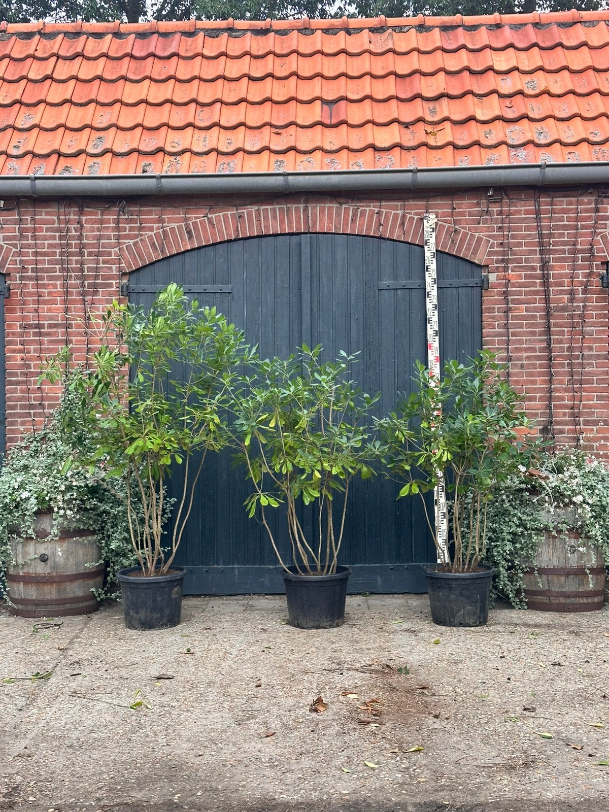 Pittosporum tobira (Australische laulier), Overige soorten, 100 tot 250 cm, Zomer, Ophalen