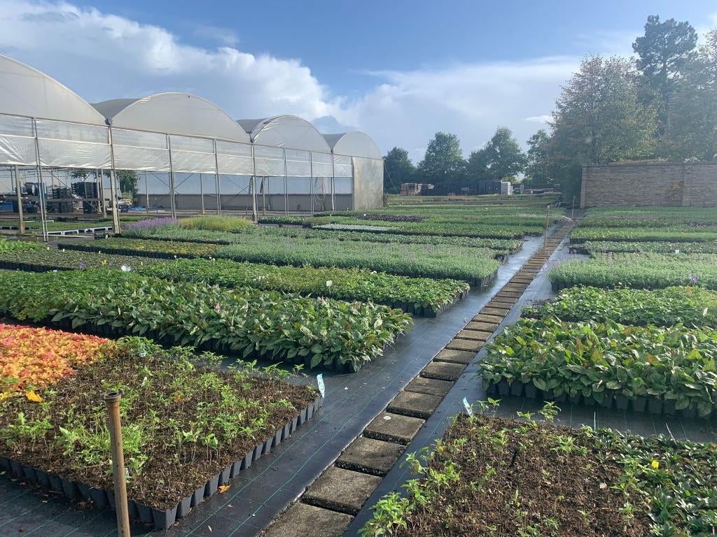 Vaste planten – tuinplanten, Tuin en Terras, Planten | Tuinplanten, Overige soorten, Halfschaduw, Ophalen of Verzenden