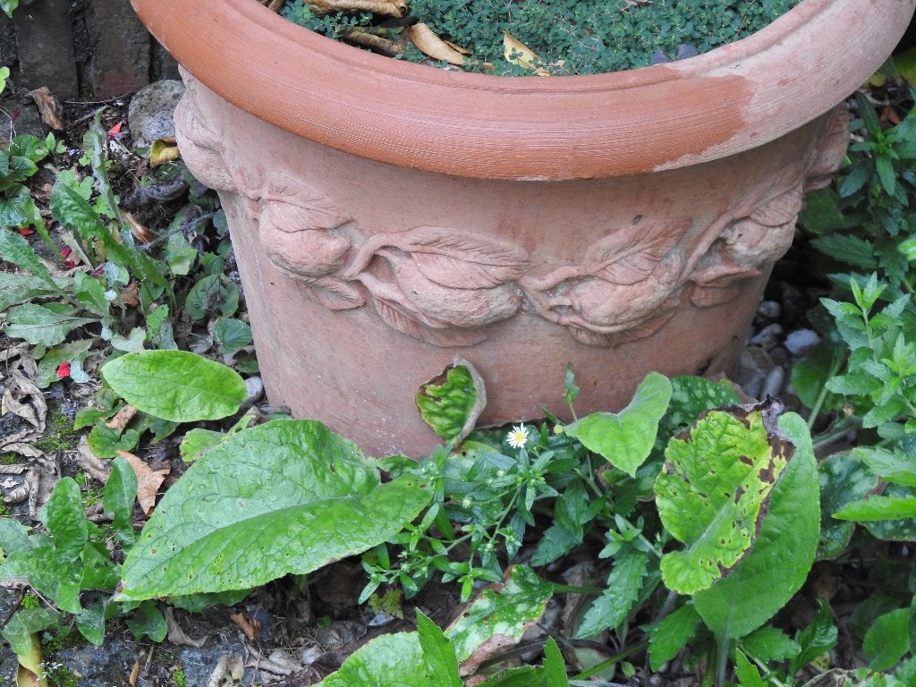 Mandarijn en Citroen struik(boom) inclusief terracotta pot., Ophalen, Overige soorten, Halfschaduw