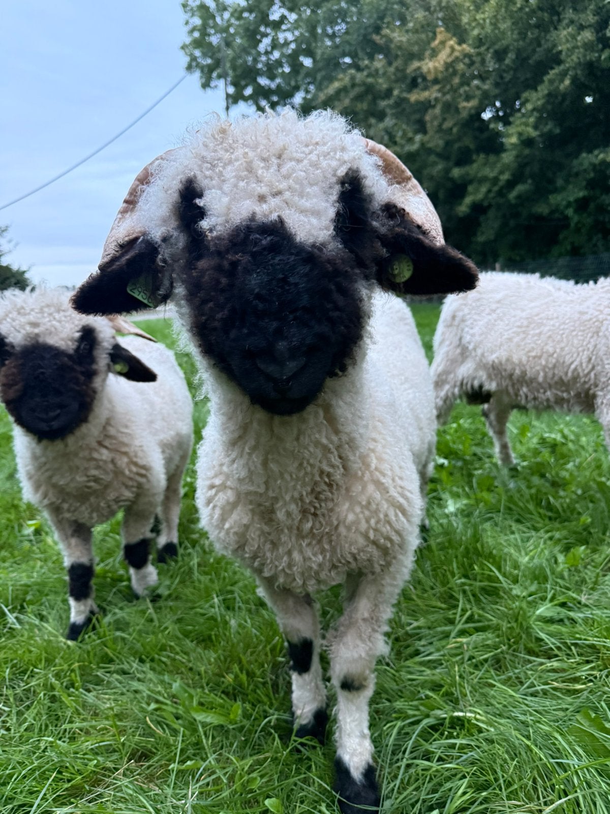walliser schwarznase rammen, Mannelijk, Schaap, 0 tot 2 jaar