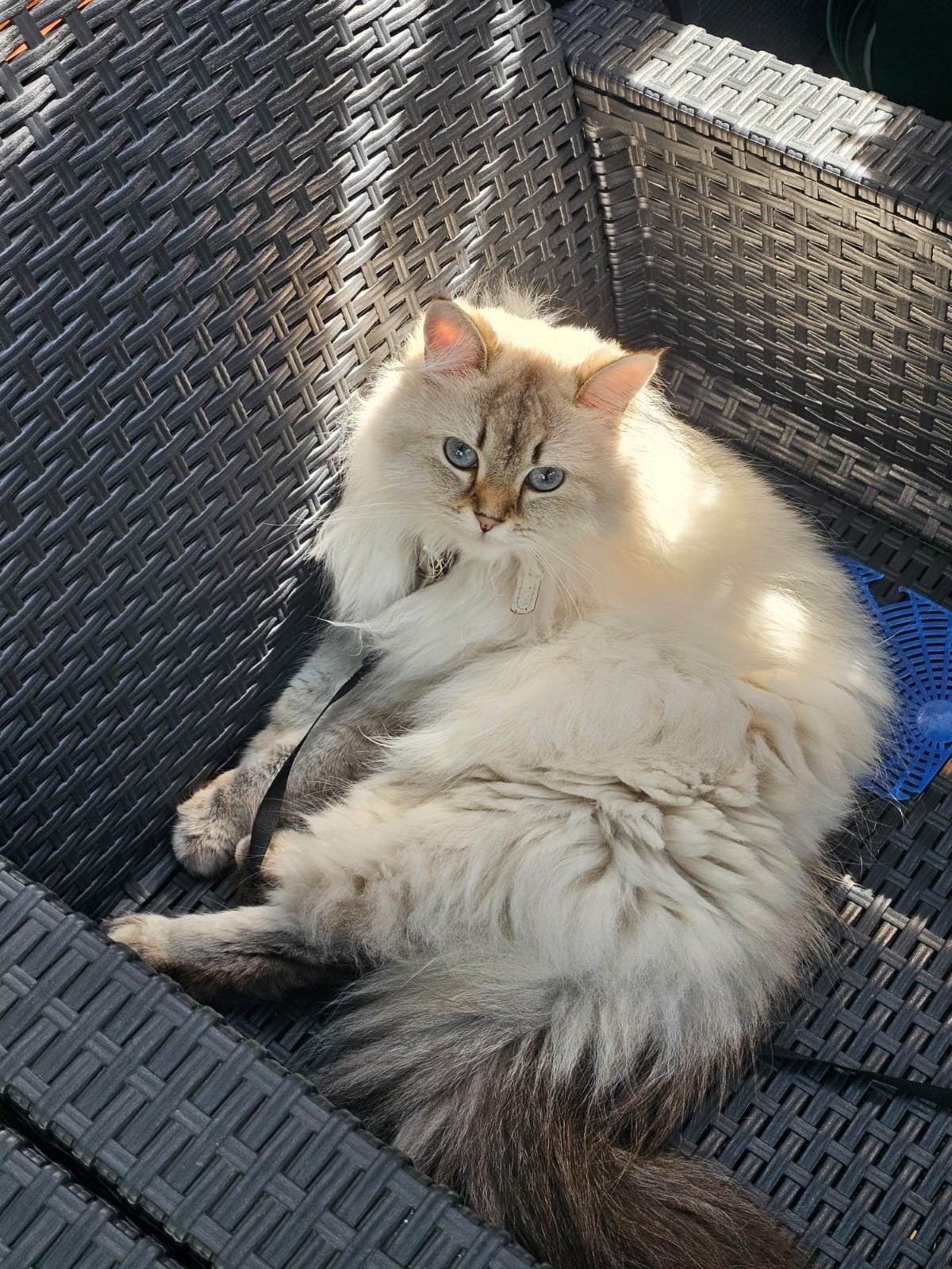 Ragdoll, Poes, Langharig, 3 tot 5 jaar