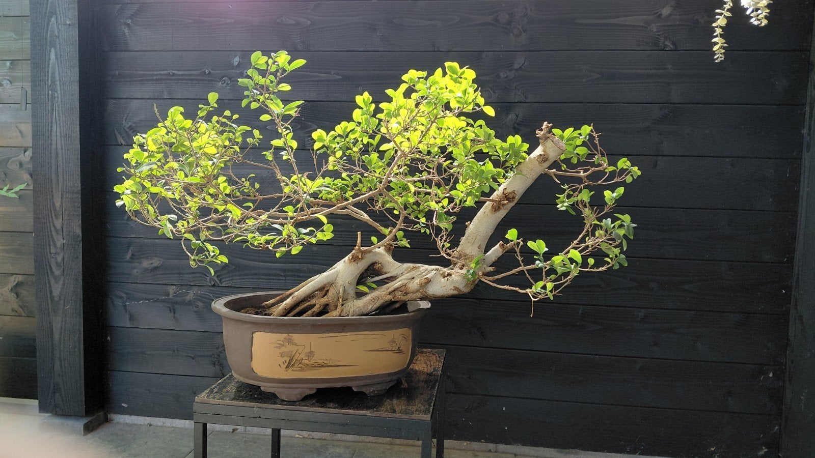 prachtige oude ficus bonsai bomen, Ophalen, Steen, Minder dan 30 cm, Rond