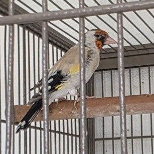Major putter Pop 2025, Dieren en Toebehoren, Vrouwelijk, Wildzangvogel, Geringd