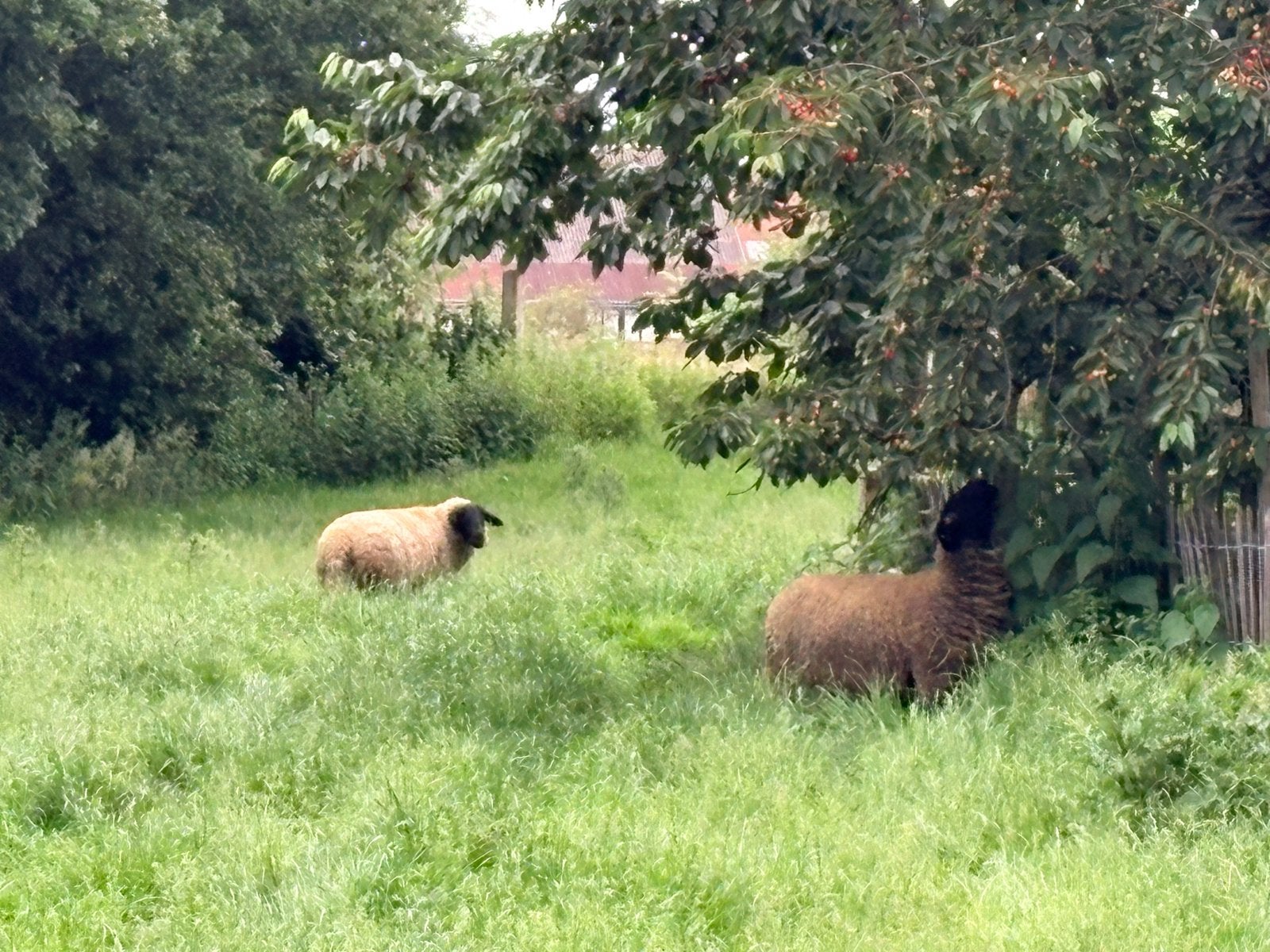 Te koop: Suffolk lammeren, Dieren en Toebehoren, Schapen, Geiten en Varkens, Meerdere dieren, Schaap