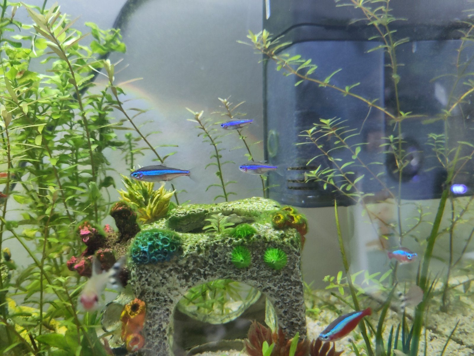 5 neon tetra's, Vis