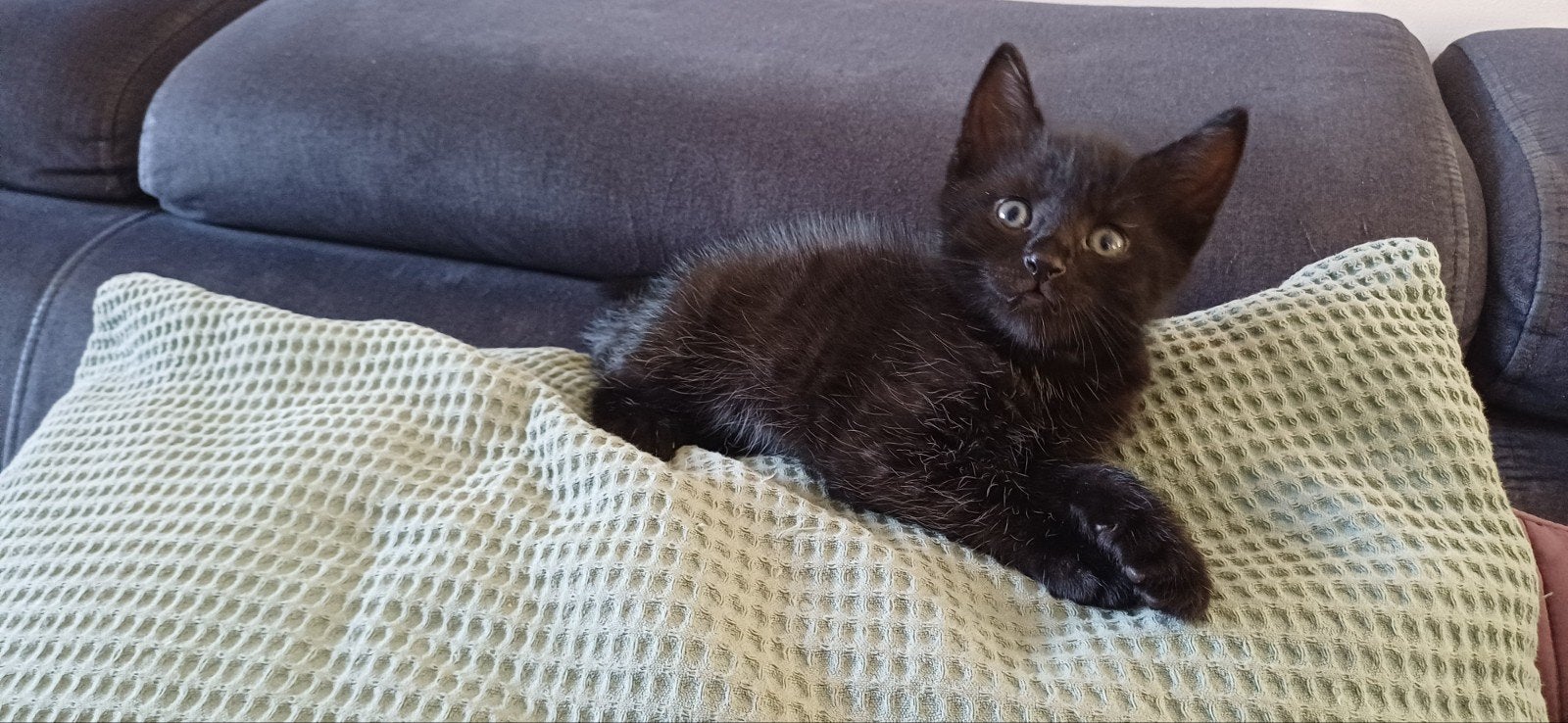 Britse kittens, Dieren en Toebehoren, Meerdere dieren, Kortharig, 0 tot 2 jaar