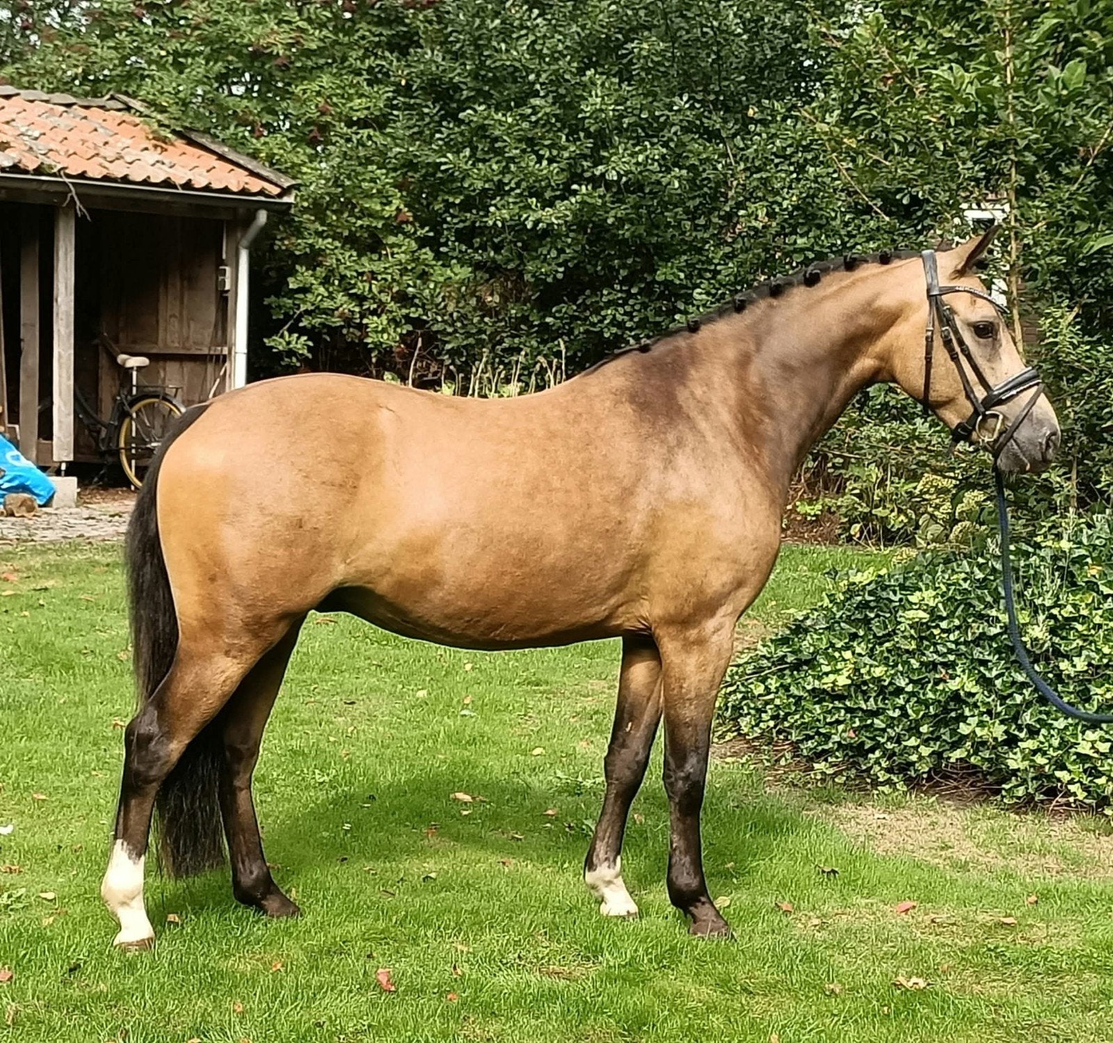 SUPER knappe 3-jarige C-pony ruin, Ruin, C pony (1.27m tot 1.37m), Ontwormd, 3 tot 6 jaar