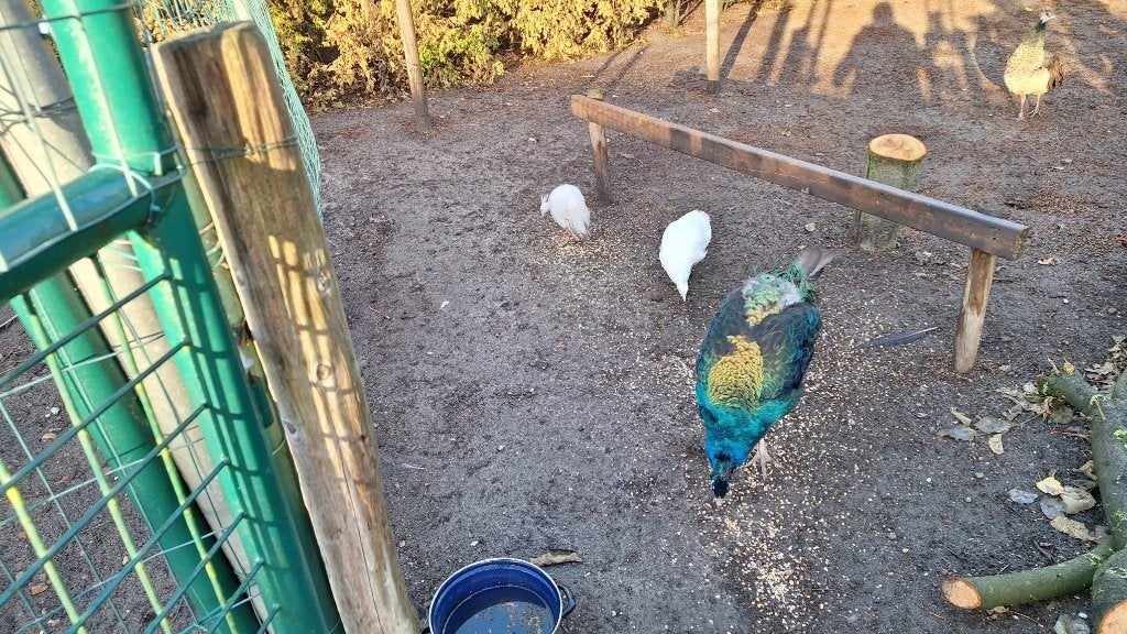 witte en blauwe pauwen, Dieren en Toebehoren, Meerdere dieren, Overige soorten