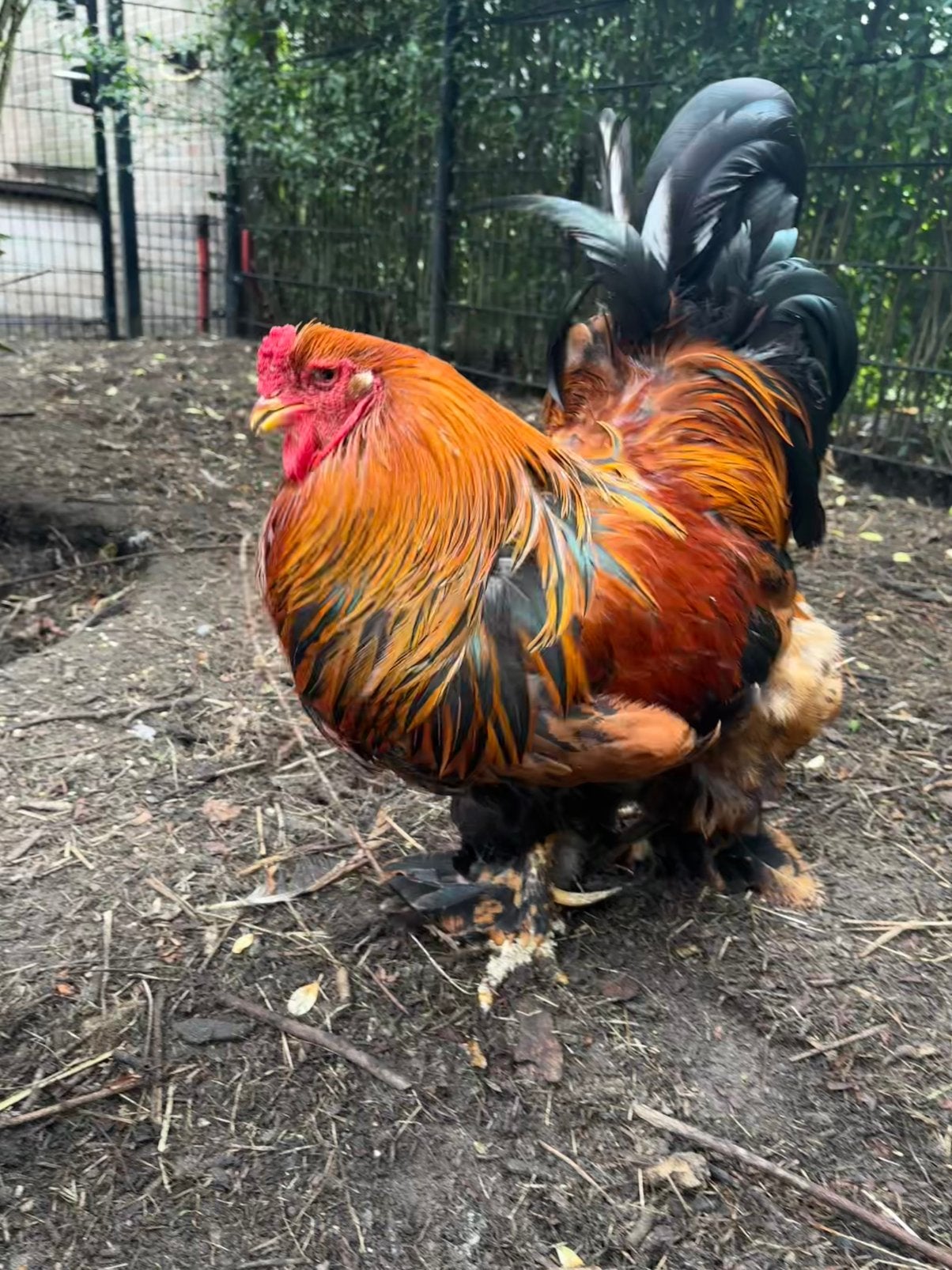 Lieve mooie bramha haan, Mannelijk, Kip