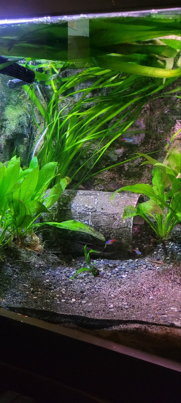 Gezocht otocinclus, neon tetra en/of zwarte neon, Vis