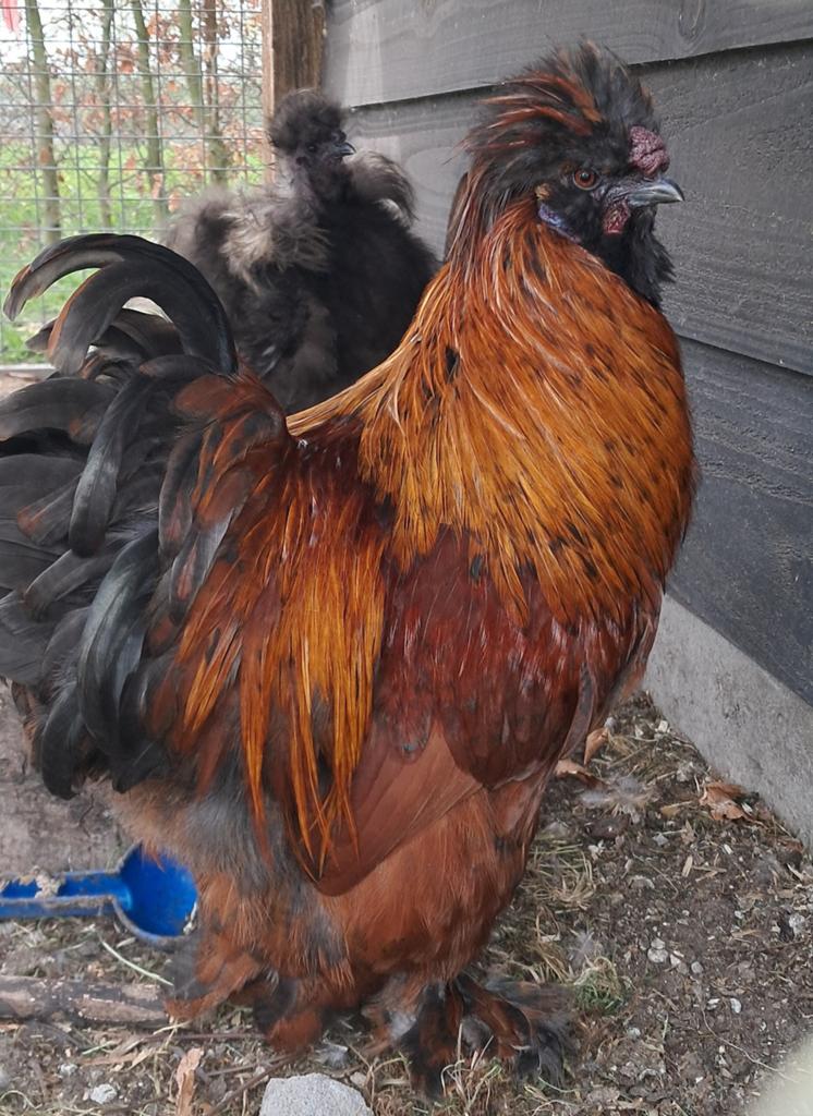 Gladveer zijdehoen haan, Dieren en Toebehoren, Pluimvee, Mannelijk, Kip