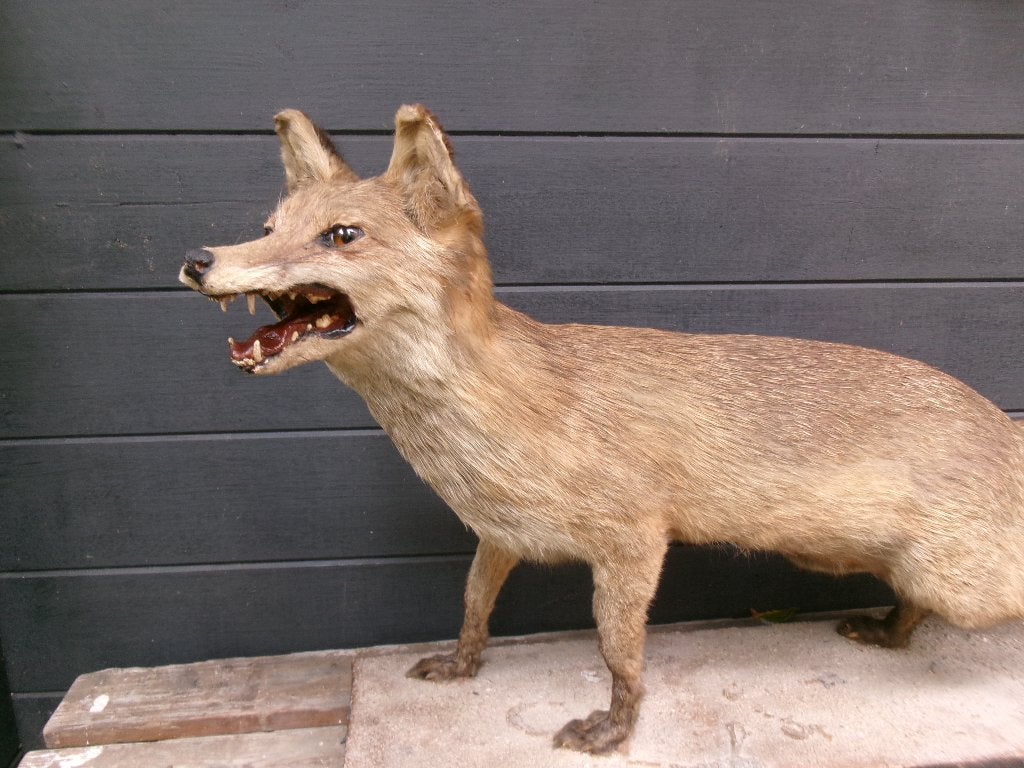 Prachtige opgezette vos, Ophalen of Verzenden, Zo goed als nieuw, Wild dier, Opgezet dier