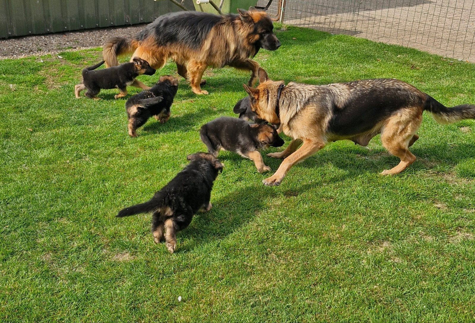 Oud duitse herderpups Duitse herder pups, Parvo, 8 tot 15 weken, Meerdere, Meerdere dieren