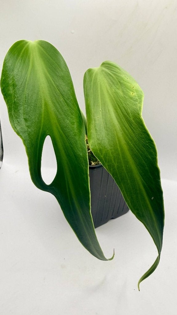 Monstera Burle Marx Flame, Verzenden, Halfschaduw, Minder dan 100 cm