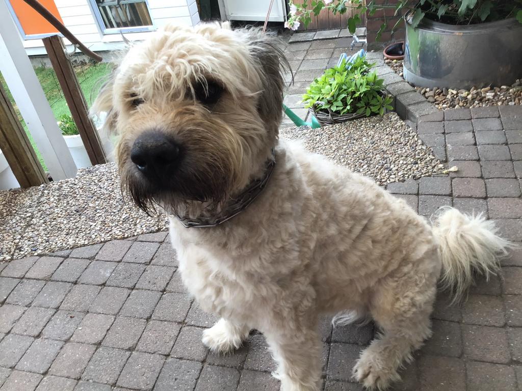 Af te halen, blonde bouvier, alleen voor bewaking, Reu, CDV (hondenziekte), Eén hond, Nederland