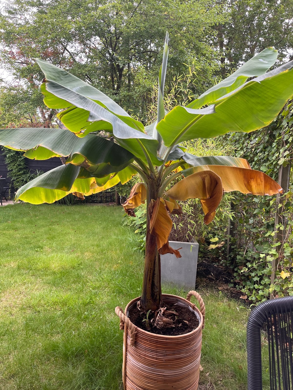 Grote Bananenplant (Musa) - 1.70m hoog, Huis en Inrichting, Kamerplanten, Ophalen, Overige soorten, 150 tot 200 cm, Volle zon
