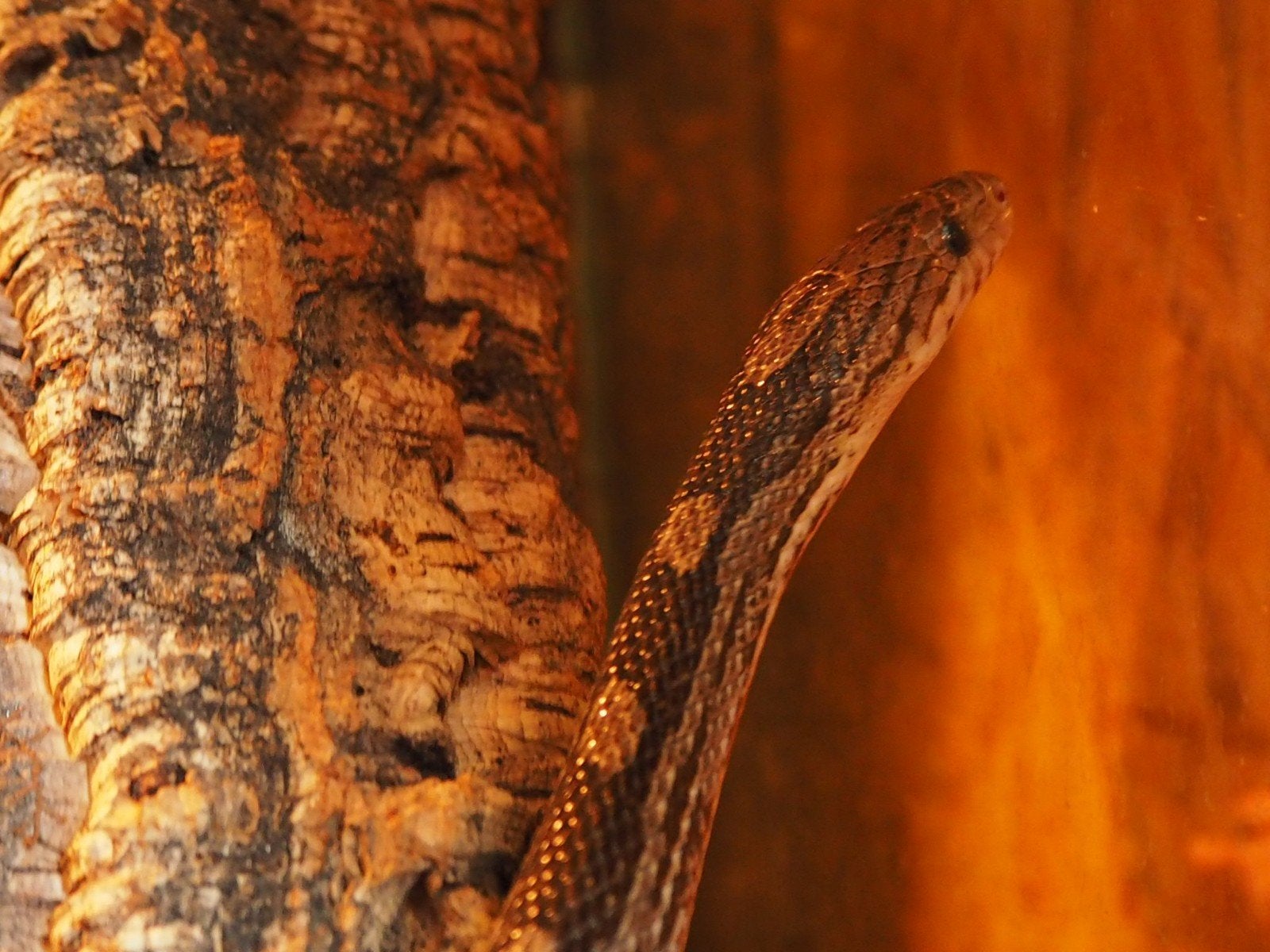 0.1 Pantherophis Guttatus Charcoal PB Corn Snake photo 6