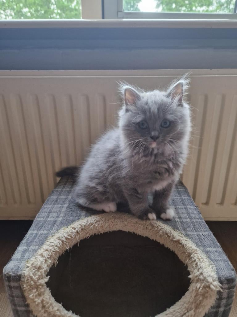 Ragdoll katertje blue solid mitted., Dieren en Toebehoren, Katten en Kittens | Raskatten | Langhaar, Kater, Gechipt, 0 tot 2 jaar