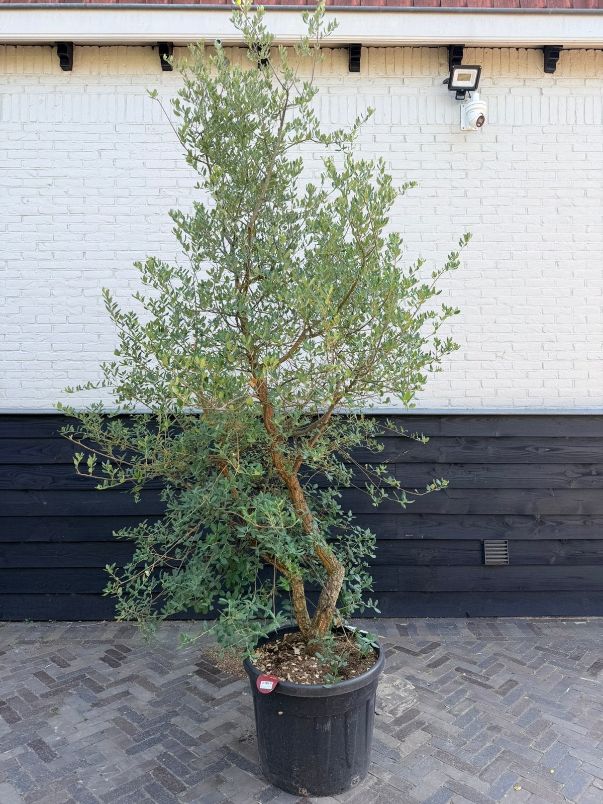 Mooie meerstammige kurkeik, Tuin en Terras, Overige soorten, 100 tot 250 cm, Zomer, Ophalen