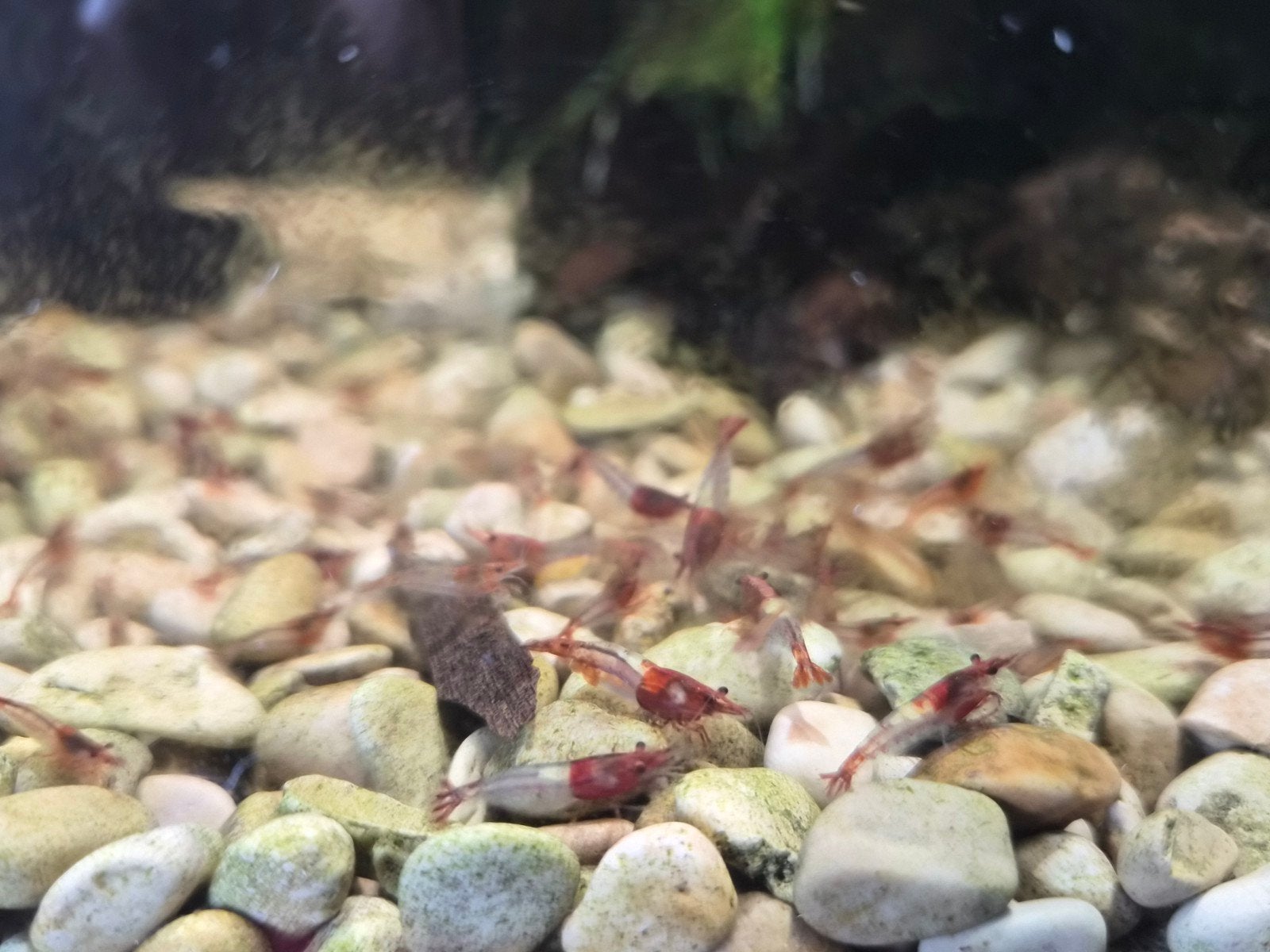 neocaridina davidii red rilli 10 voor 10€, Kreeft, Krab of Garnaal