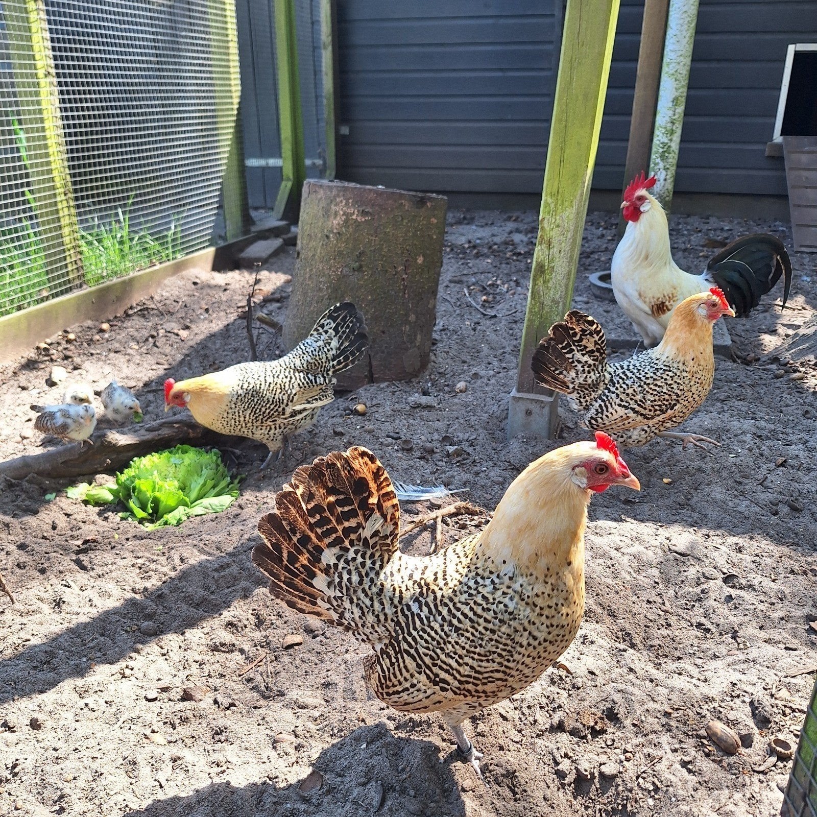 Broedeieren citroenpel kriel friese hoen, Dieren en Toebehoren, Pluimvee, Geslacht onbekend, Kip
