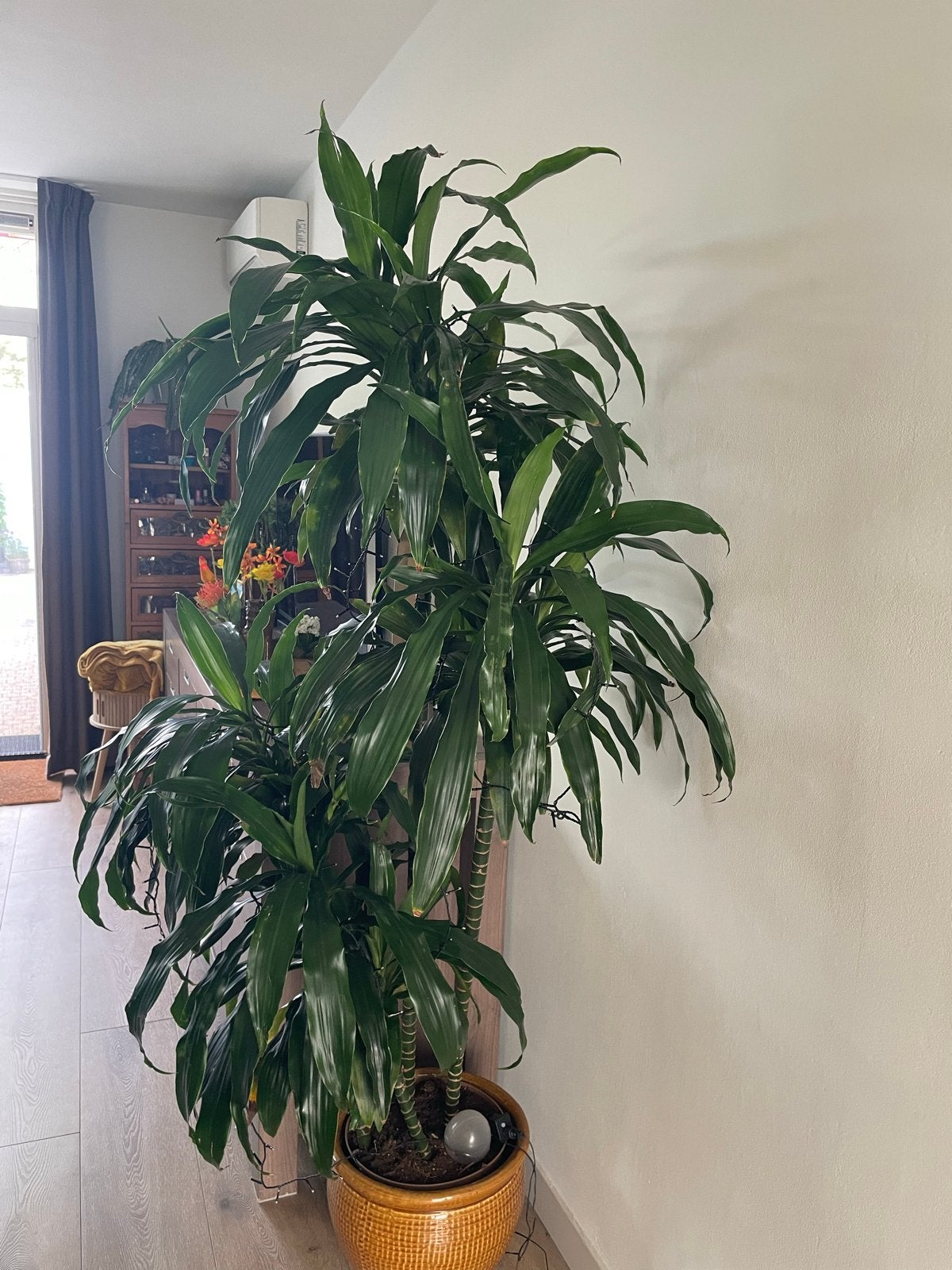 Grote Dracaena plant in pot - 200 cm of meer, Ophalen, 200 cm of meer, Overige soorten, Halfschaduw