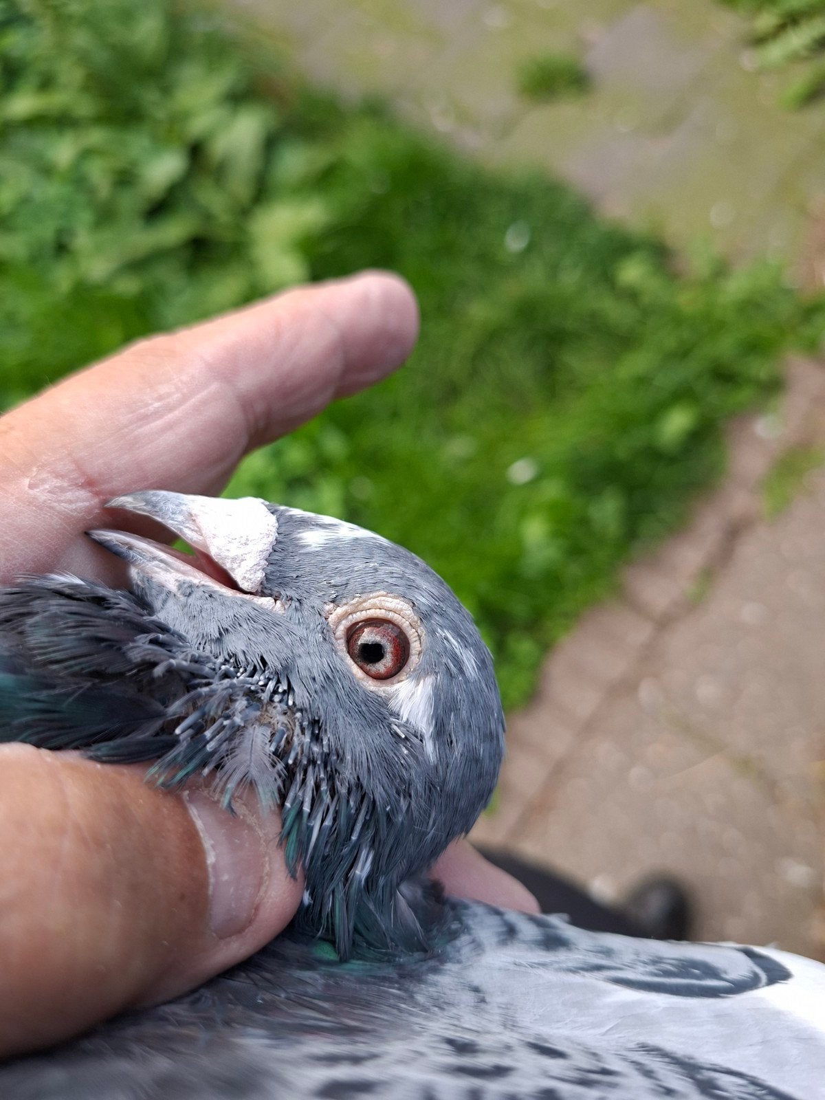Overnacht doffer Mijnis Gijsen, Mannelijk, Postduif
