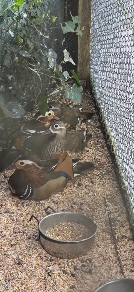 Vliegende mandarijneenden onverwant 2 koppels, Dieren en Toebehoren, Pluimvee, Meerdere dieren, Eend