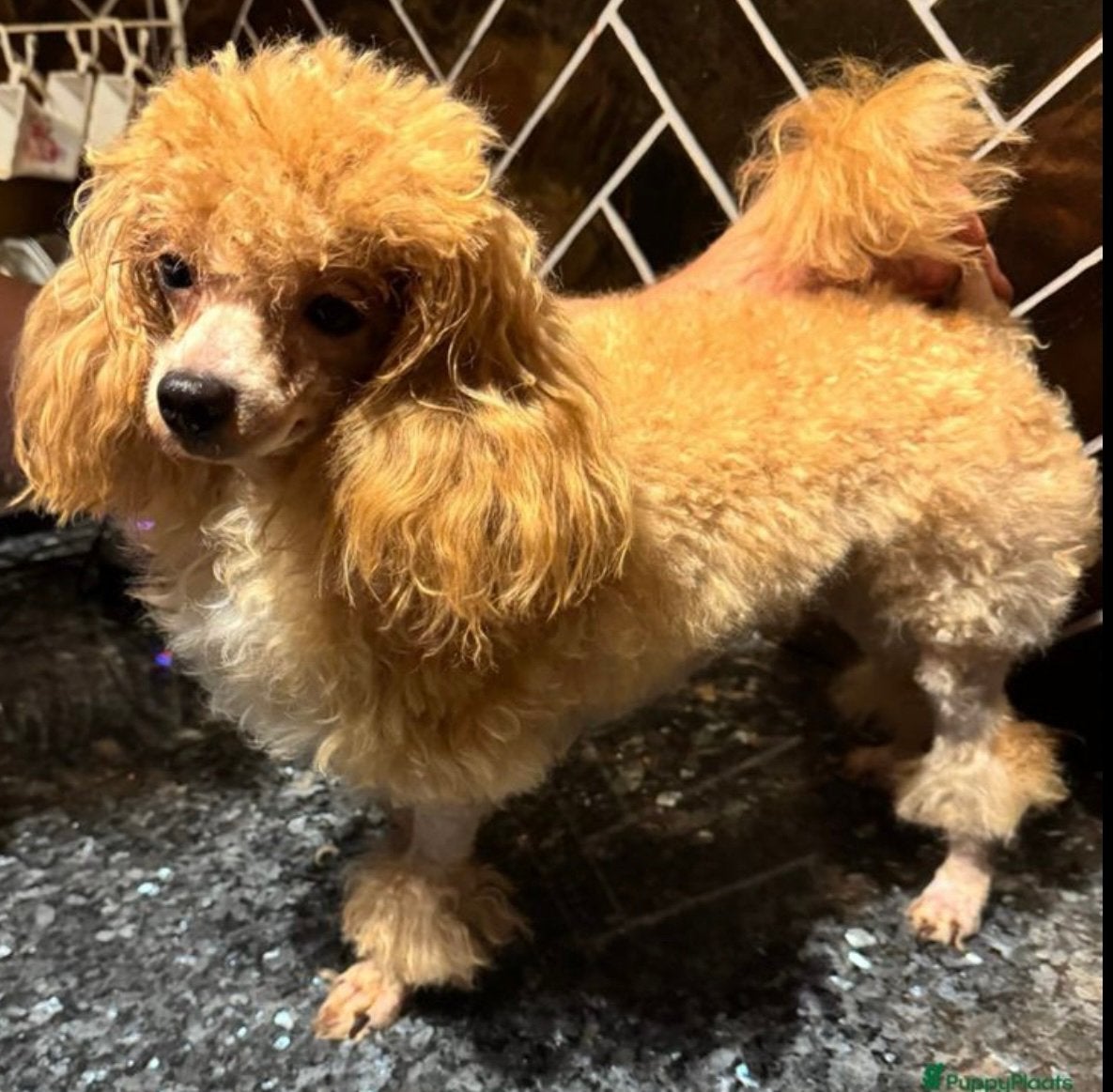 Drie toy poedel pupjes, Dieren en Toebehoren, Honden | Chihuahua's en Gezelschapshonden, Poedel, Parvo, Reu, 8 tot 15 weken