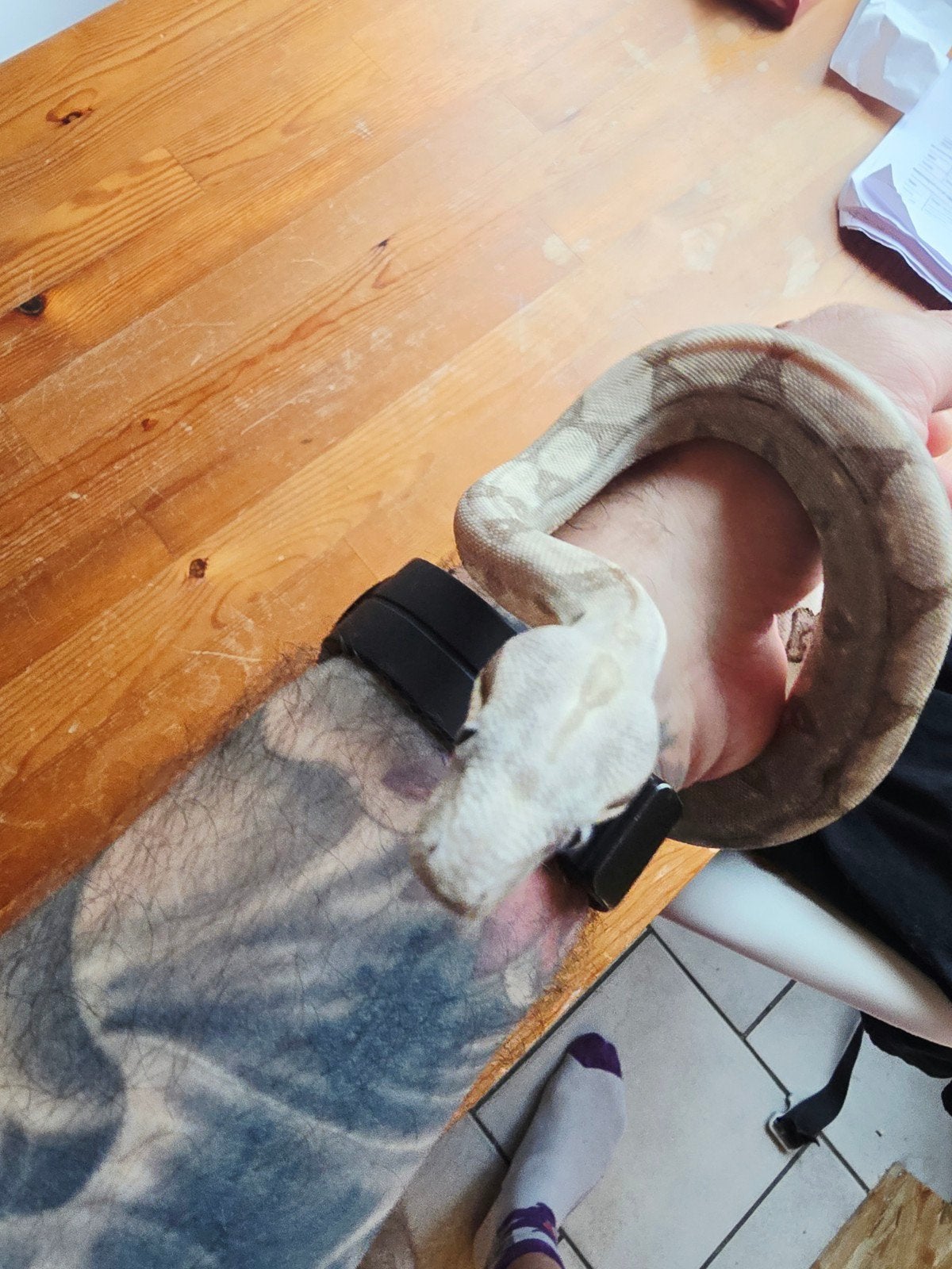 boa constrictor imperator 
50% vpi snow
Nakweek 2026

Dit is Boa Constrictor photo 2